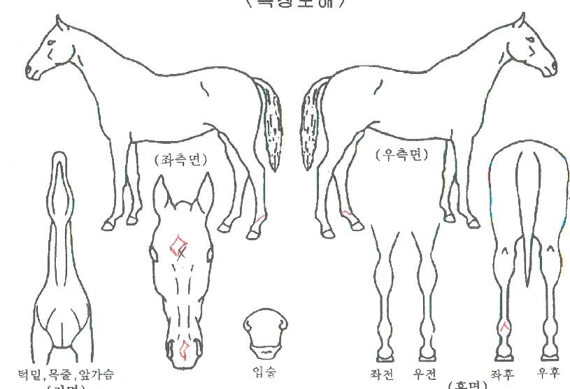 ¸®¾ó°ÀÚÀÇ Ãø¸é,¿ì¸é,µÞ¸é,µÎ»ó,´Ù¸®ÀÇ Æ¯Â¡µµÇØ