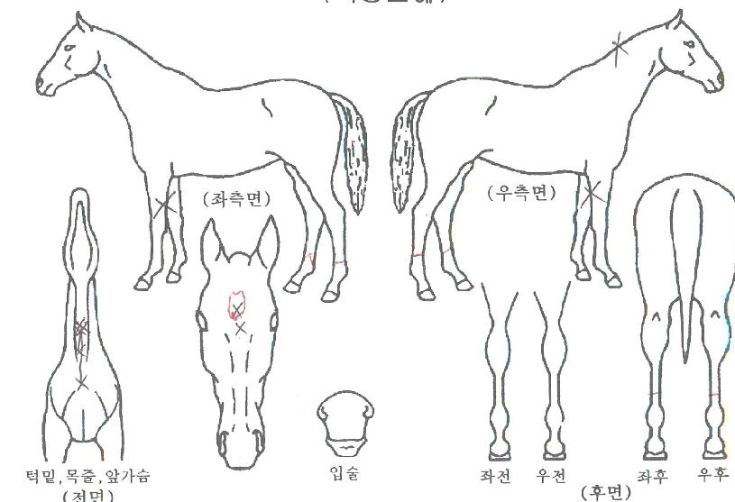 ÇÏÀ̳ÄÀÇ Ãø¸é,¿ì¸é,µÞ¸é,µÎ»ó,´Ù¸®ÀÇ Æ¯Â¡µµÇØ