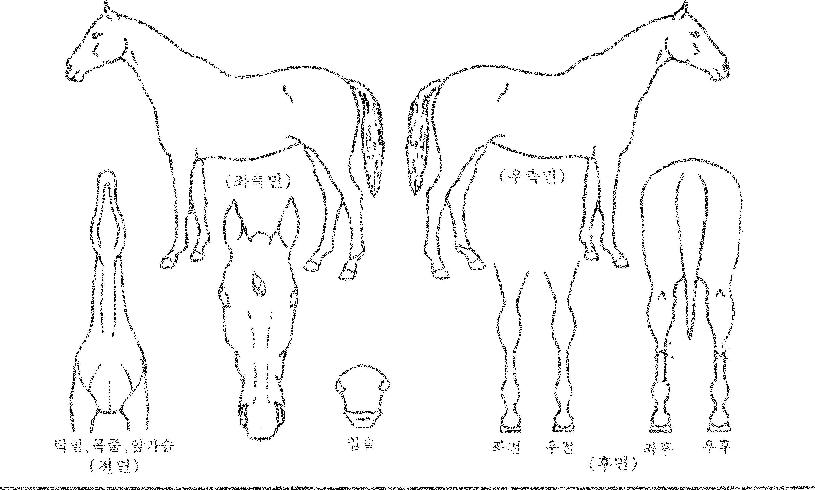 ¼Ò¿ì¿ö¸®¾îÀÇ Ãø¸é,¿ì¸é,µÞ¸é,µÎ»ó,´Ù¸®ÀÇ Æ¯Â¡µµÇØ