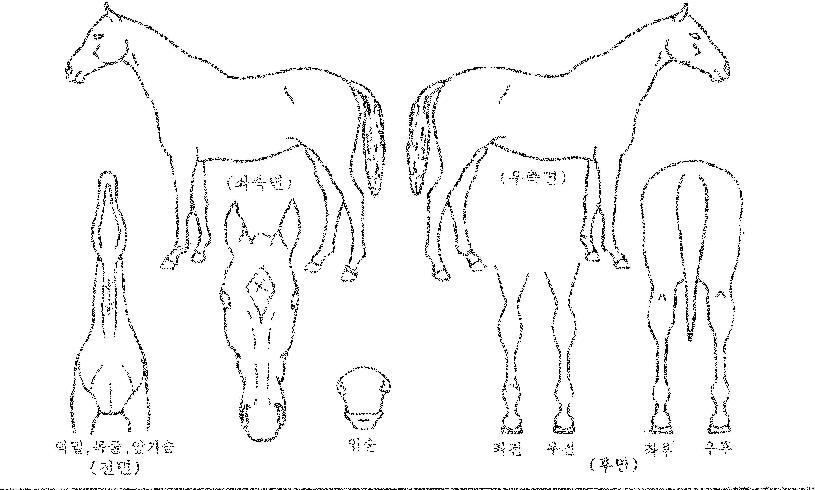 �������� ����,���,�޸�,�λ�,�ٸ��� Ư¡����