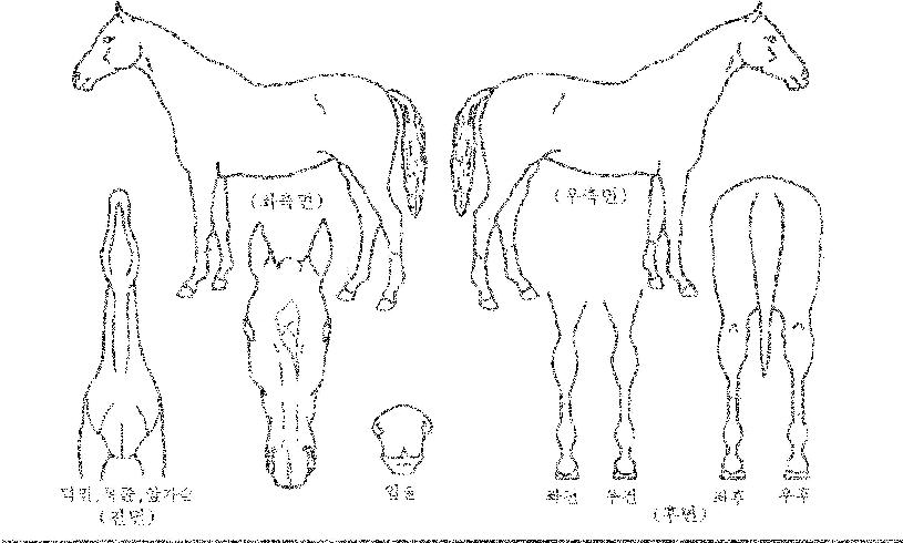 �ε���� ����,���,�޸�,�λ�,�ٸ��� Ư¡����