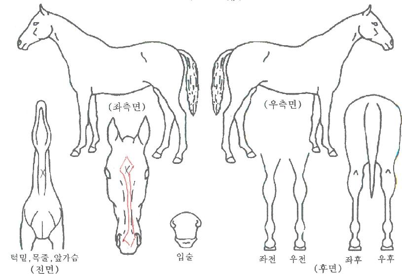 À¯ÄèÇÑÇÏ·çÀÇ Ãø¸é,¿ì¸é,µÞ¸é,µÎ»ó,´Ù¸®ÀÇ Æ¯Â¡µµÇØ