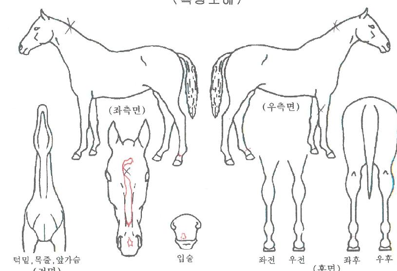 ����ǳ����� ����,���,�޸�,�λ�,�ٸ��� Ư¡����