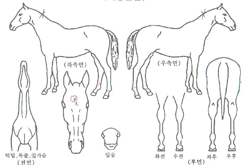 ´©¸®¾ÆÄ§ÀÇ Ãø¸é,¿ì¸é,µÞ¸é,µÎ»ó,´Ù¸®ÀÇ Æ¯Â¡µµÇØ