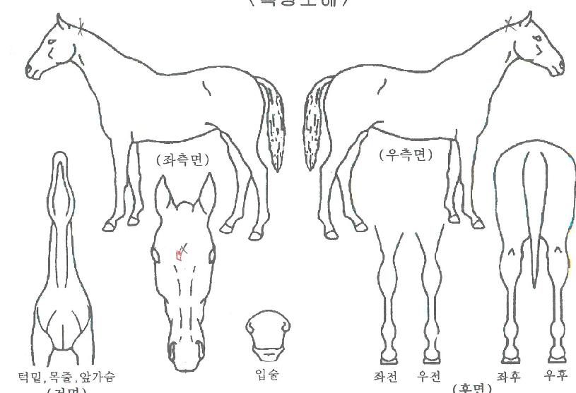 �����Ǳ�ȯ�� ����,���,�޸�,�λ�,�ٸ��� Ư¡����