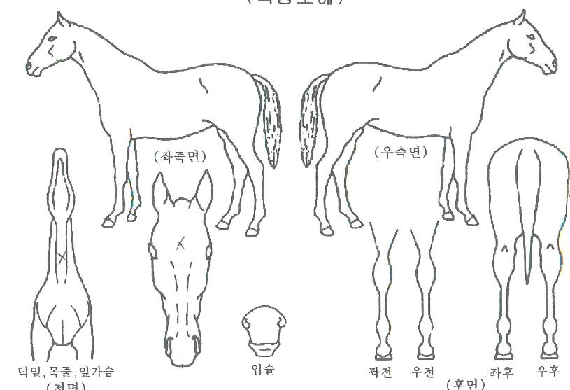 ÆÇŸ½ºÆ½½ºÅ¸ÀÇ Ãø¸é,¿ì¸é,µÞ¸é,µÎ»ó,´Ù¸®ÀÇ Æ¯Â¡µµÇØ