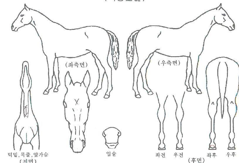 ¿ì½ÂÂù»çÀÇ Ãø¸é,¿ì¸é,µÞ¸é,µÎ»ó,´Ù¸®ÀÇ Æ¯Â¡µµÇØ