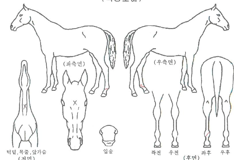 ±Ý¾Æ°í½ºÆ®ÀÇ Ãø¸é,¿ì¸é,µÞ¸é,µÎ»ó,´Ù¸®ÀÇ Æ¯Â¡µµÇØ