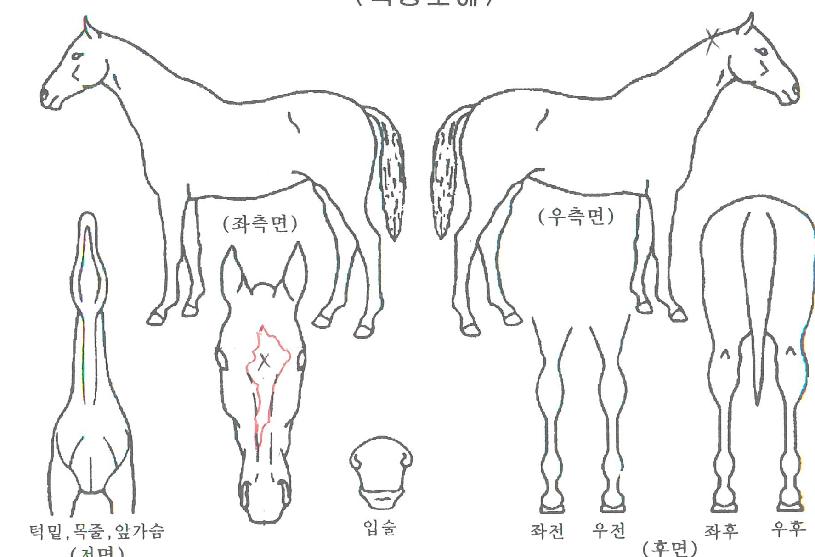 ���彺���� ����,���,�޸�,�λ�,�ٸ��� Ư¡����