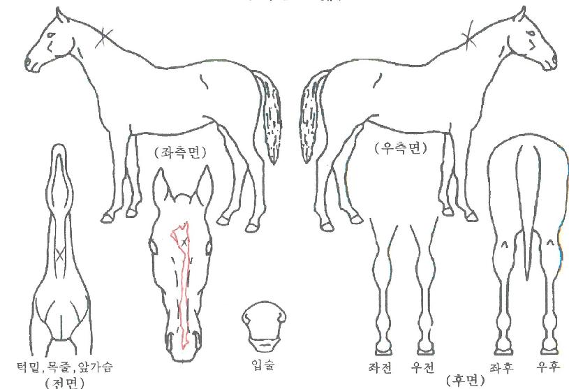 õÀ±ÀÇ Ãø¸é,¿ì¸é,µÞ¸é,µÎ»ó,´Ù¸®ÀÇ Æ¯Â¡µµÇØ