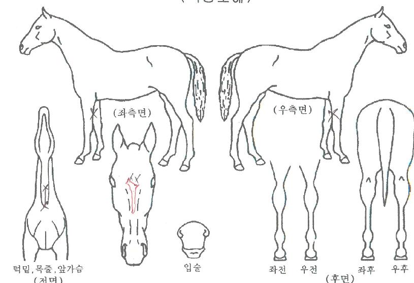 Àç»ö¸í¸®ÀÇ Ãø¸é,¿ì¸é,µÞ¸é,µÎ»ó,´Ù¸®ÀÇ Æ¯Â¡µµÇØ