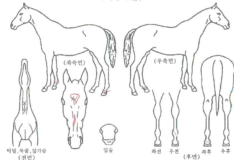 �Ѿ˰����� ����,���,�޸�,�λ�,�ٸ��� Ư¡����