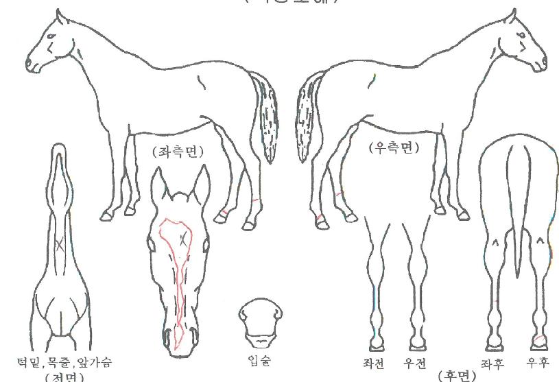 ·Î¿¸®¹öÀÇ Ãø¸é,¿ì¸é,µÞ¸é,µÎ»ó,´Ù¸®ÀÇ Æ¯Â¡µµÇØ