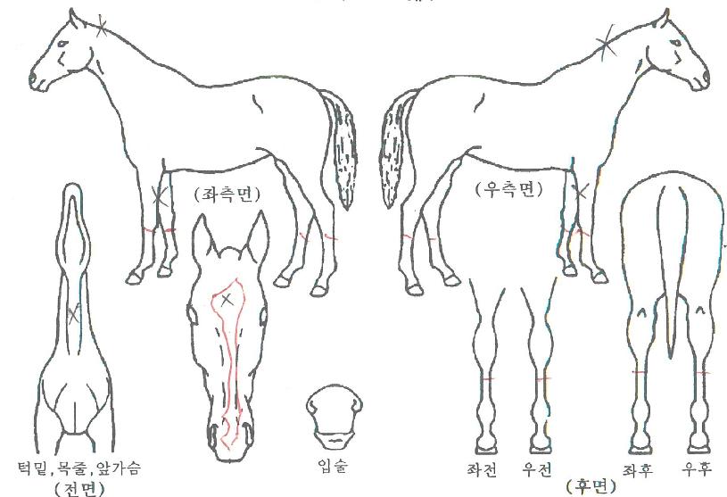 Å·Æ÷¼¼ÀÇ Ãø¸é,¿ì¸é,µÞ¸é,µÎ»ó,´Ù¸®ÀÇ Æ¯Â¡µµÇØ