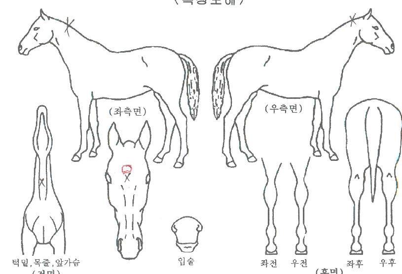 ¸ð´×¿ÕÀÚÀÇ Ãø¸é,¿ì¸é,µÞ¸é,µÎ»ó,´Ù¸®ÀÇ Æ¯Â¡µµÇØ