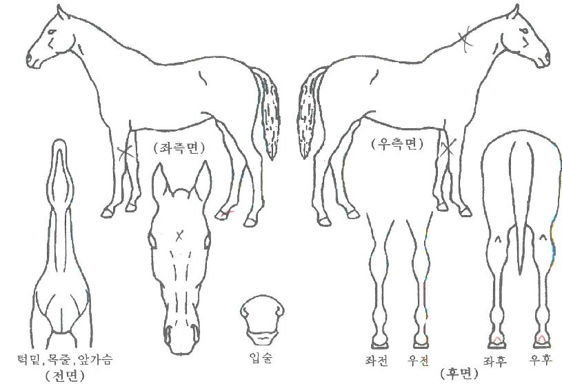 ¿ë±¸ÀÇ Ãø¸é,¿ì¸é,µÞ¸é,µÎ»ó,´Ù¸®ÀÇ Æ¯Â¡µµÇØ