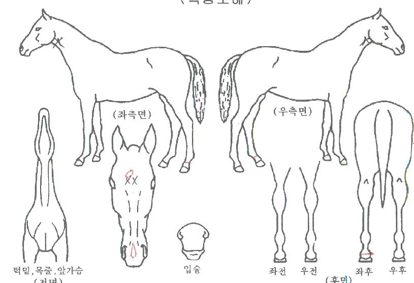 ¸Þ´ÏÇÇÈ£ÇÁÀÇ Ãø¸é,¿ì¸é,µÞ¸é,µÎ»ó,´Ù¸®ÀÇ Æ¯Â¡µµÇØ