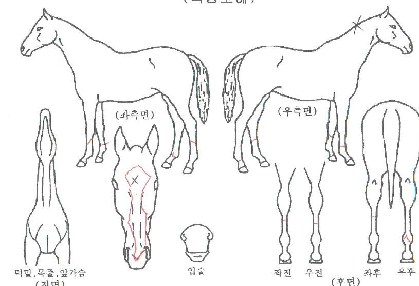 ½´ÆÛ¿©¿ÕÀÇ Ãø¸é,¿ì¸é,µÞ¸é,µÎ»ó,´Ù¸®ÀÇ Æ¯Â¡µµÇØ