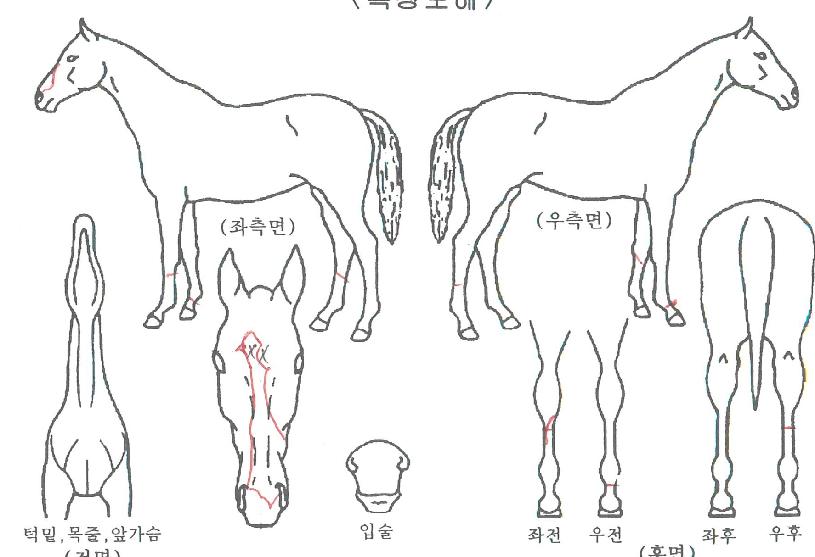 �ǹ����Ǵ��� ����,���,�޸�,�λ�,�ٸ��� Ư¡����