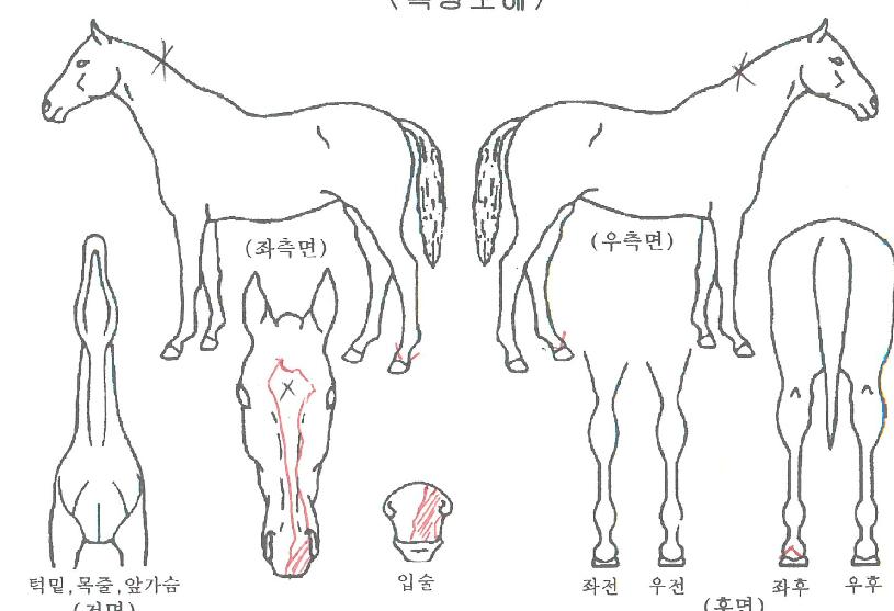 ���̵�����Ʈ�� ����,���,�޸�,�λ�,�ٸ��� Ư¡����