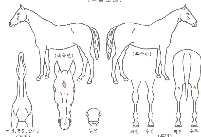 ¾Æ¸£°í°¶·ÎÆÛÀÇ Ãø¸é,¿ì¸é,µÞ¸é,µÎ»ó,´Ù¸®ÀÇ Æ¯Â¡µµÇØ