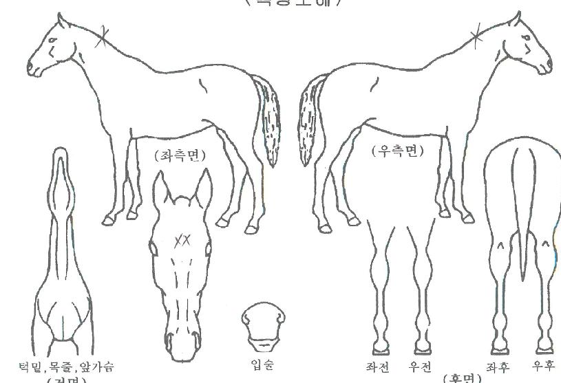 ¹Ì¶óŬ°ñµåÀÇ Ãø¸é,¿ì¸é,µÞ¸é,µÎ»ó,´Ù¸®ÀÇ Æ¯Â¡µµÇØ