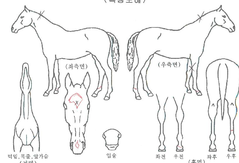 »çÀ̸ÕĹÀÇ Ãø¸é,¿ì¸é,µÞ¸é,µÎ»ó,´Ù¸®ÀÇ Æ¯Â¡µµÇØ