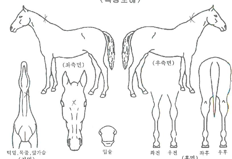 ��������� ����,���,�޸�,�λ�,�ٸ��� Ư¡����