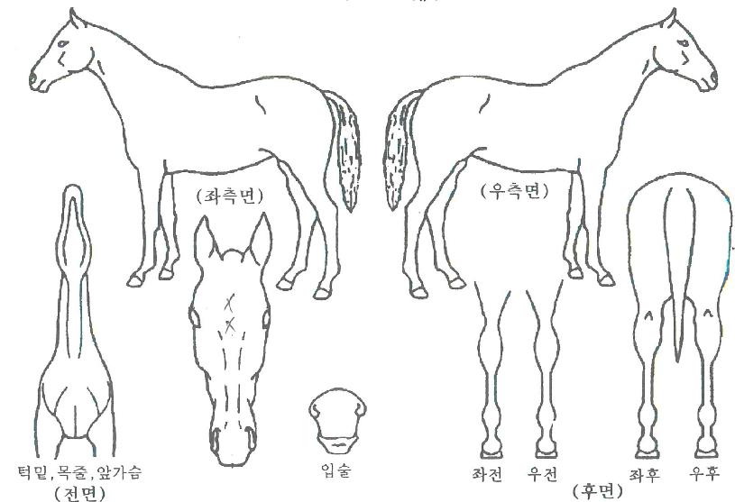 ��Ŭ�����Ƽ�� ����,���,�޸�,�λ�,�ٸ��� Ư¡����