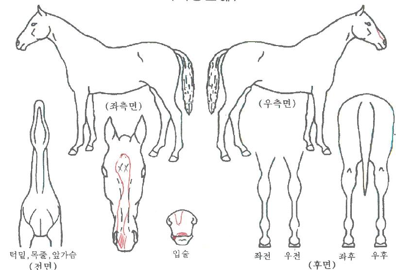 ¿ÀÁ¦ÀÌÈ®´äÀÇ Ãø¸é,¿ì¸é,µÞ¸é,µÎ»ó,´Ù¸®ÀÇ Æ¯Â¡µµÇØ