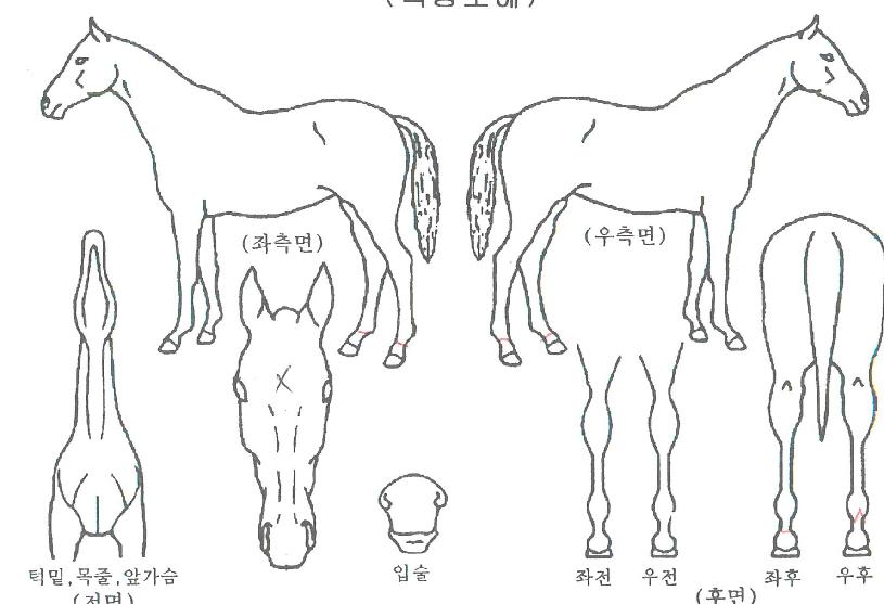 µ¹¾Æ¿Â¾ÆÄ§ÇØÀÇ Ãø¸é,¿ì¸é,µÞ¸é,µÎ»ó,´Ù¸®ÀÇ Æ¯Â¡µµÇØ