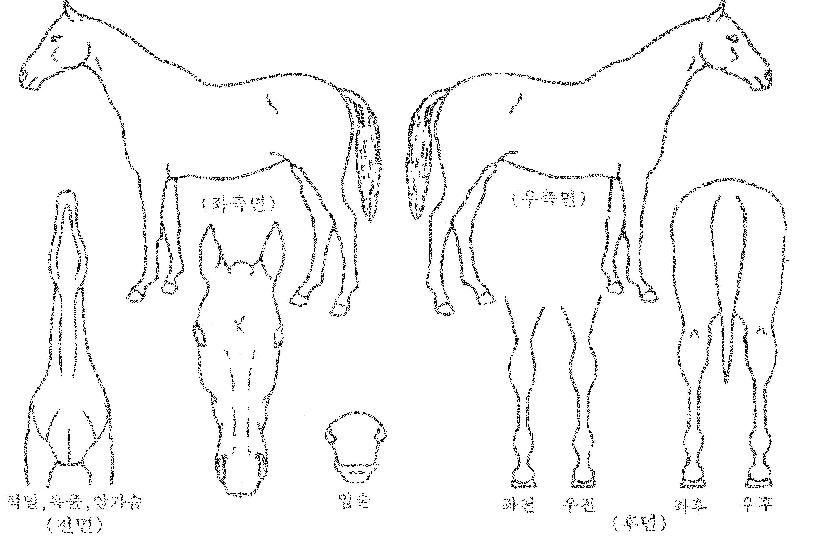 ����ο��� ����,���,�޸�,�λ�,�ٸ��� Ư¡����