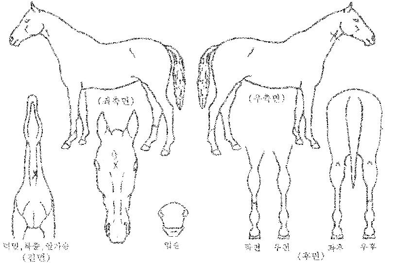 ¸¶Â÷ºÎÂ÷ÀÇ Ãø¸é,¿ì¸é,µÞ¸é,µÎ»ó,´Ù¸®ÀÇ Æ¯Â¡µµÇØ