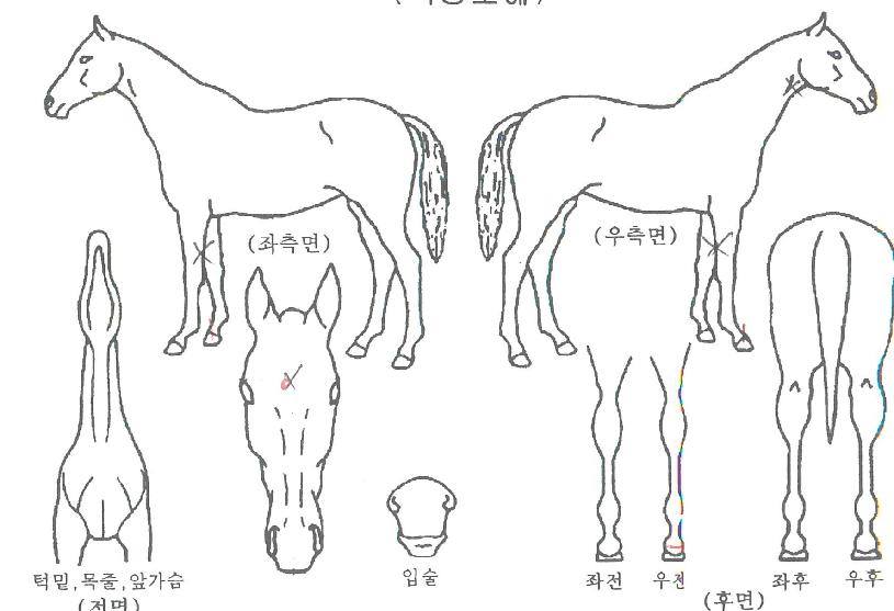 ȯ»óµ¶ÁÖÀÇ Ãø¸é,¿ì¸é,µÞ¸é,µÎ»ó,´Ù¸®ÀÇ Æ¯Â¡µµÇØ