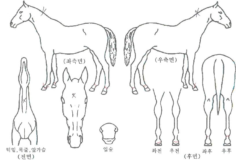 �¸���Ʈ�� ����,���,�޸�,�λ�,�ٸ��� Ư¡����