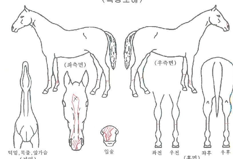 ¸¸¿ÕÀÚ¸¶ÀÇ Ãø¸é,¿ì¸é,µÞ¸é,µÎ»ó,´Ù¸®ÀÇ Æ¯Â¡µµÇØ