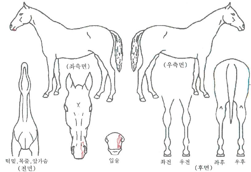 ¿¢½ºÆ÷ÀÎÆ®ÀÇ Ãø¸é,¿ì¸é,µÞ¸é,µÎ»ó,´Ù¸®ÀÇ Æ¯Â¡µµÇØ