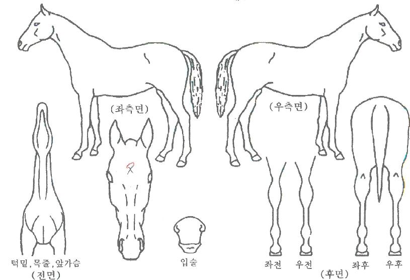 �׶�ÿ����� ����,���,�޸�,�λ�,�ٸ��� Ư¡����