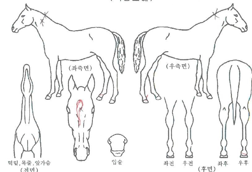 ¼ÅÇ÷¯³ÊÀÇ Ãø¸é,¿ì¸é,µÞ¸é,µÎ»ó,´Ù¸®ÀÇ Æ¯Â¡µµÇØ