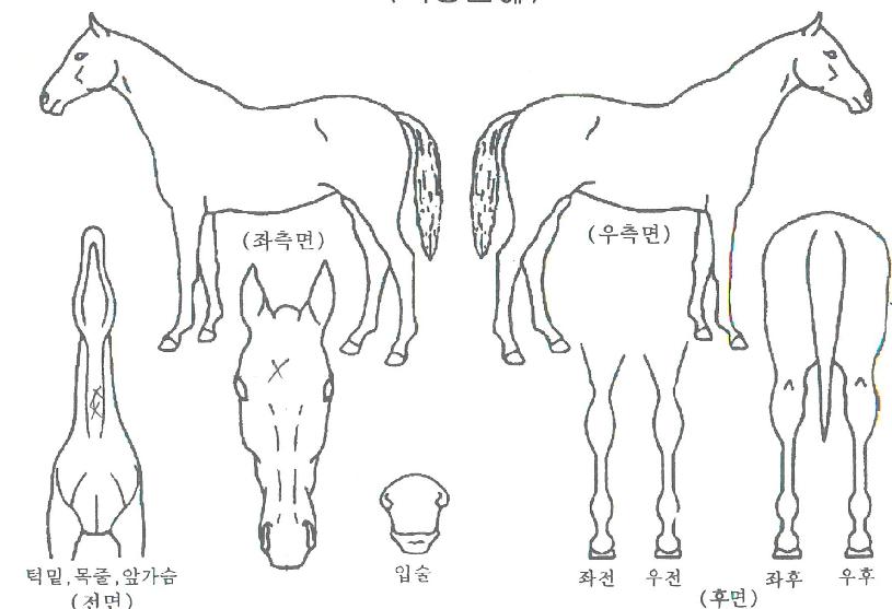 ĸƾÆ÷½ºÀÇ Ãø¸é,¿ì¸é,µÞ¸é,µÎ»ó,´Ù¸®ÀÇ Æ¯Â¡µµÇØ