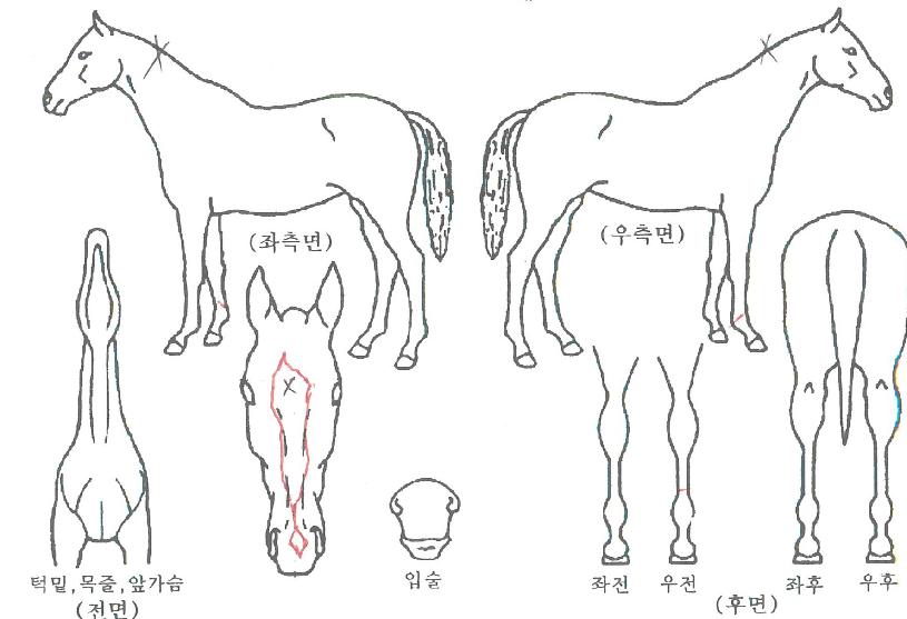 ��彺Ʈ��Ʈ�� ����,���,�޸�,�λ�,�ٸ��� Ư¡����