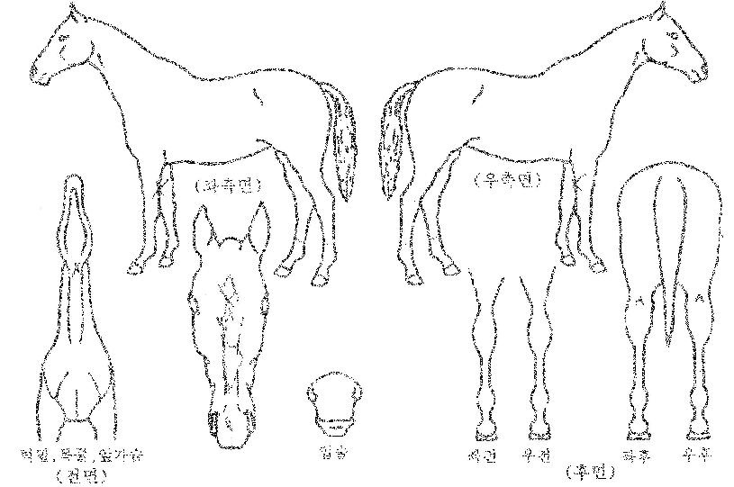 ¿ïÆ®¶ó¿¢ÅæÀÇ Ãø¸é,¿ì¸é,µÞ¸é,µÎ»ó,´Ù¸®ÀÇ Æ¯Â¡µµÇØ