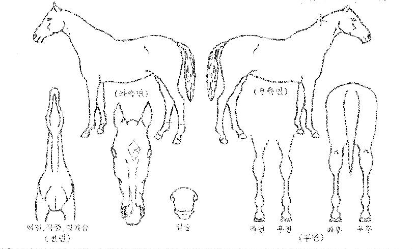 ��ť�ǽ��ڸ��� ����,���,�޸�,�λ�,�ٸ��� Ư¡����