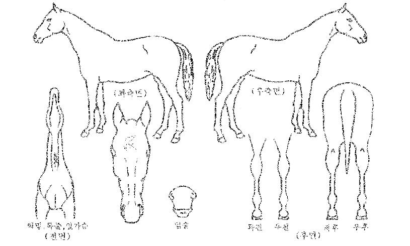 �̻���ĵ���� ����,���,�޸�,�λ�,�ٸ��� Ư¡����