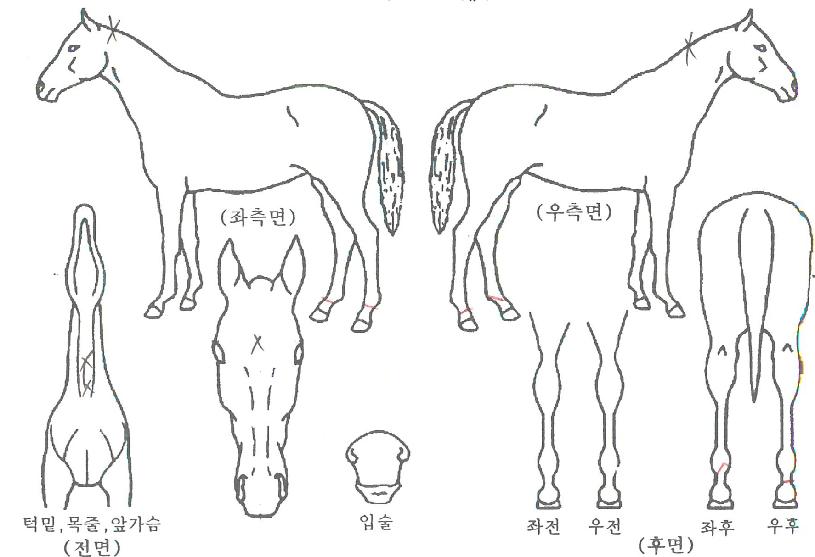 Äý´õÄýÀÇ Ãø¸é,¿ì¸é,µÞ¸é,µÎ»ó,´Ù¸®ÀÇ Æ¯Â¡µµÇØ