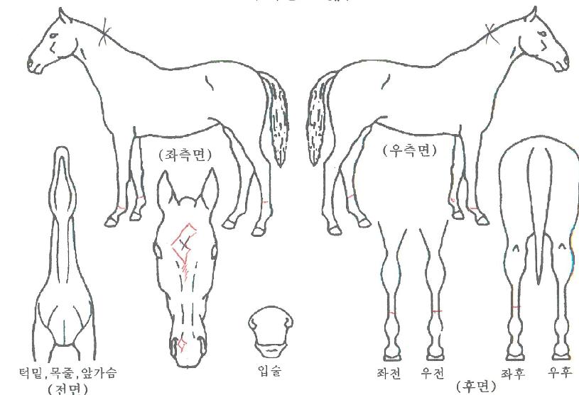 ŷ¯�� ����,���,�޸�,�λ�,�ٸ��� Ư¡����