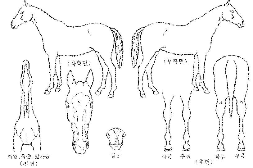 ¼¼·±µðÇÇÅÍÀÇ Ãø¸é,¿ì¸é,µÞ¸é,µÎ»ó,´Ù¸®ÀÇ Æ¯Â¡µµÇØ