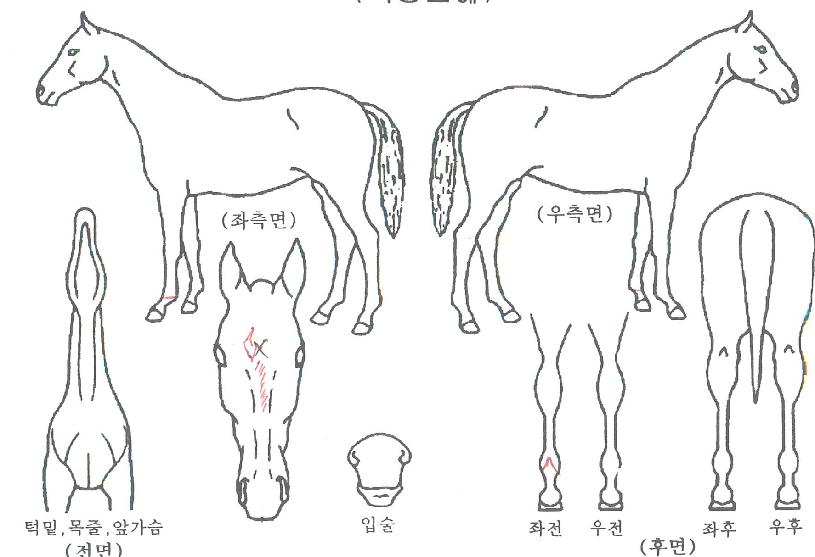 ÈÀÌÆ®¾Ë·Î¾ÆÀÚ¸¶ÀÇ Ãø¸é,¿ì¸é,µÞ¸é,µÎ»ó,´Ù¸®ÀÇ Æ¯Â¡µµÇØ