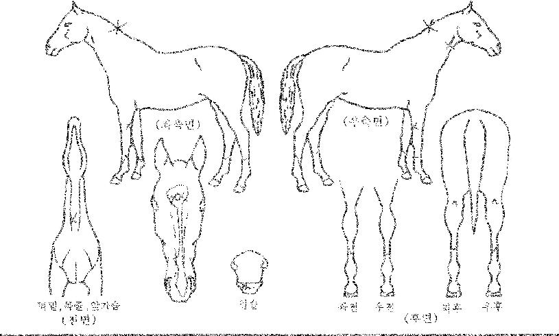 ����è���� ����,���,�޸�,�λ�,�ٸ��� Ư¡����