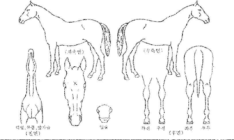 �ۼ���������Ʈ�ڸ��� ����,���,�޸�,�λ�,�ٸ��� Ư¡����